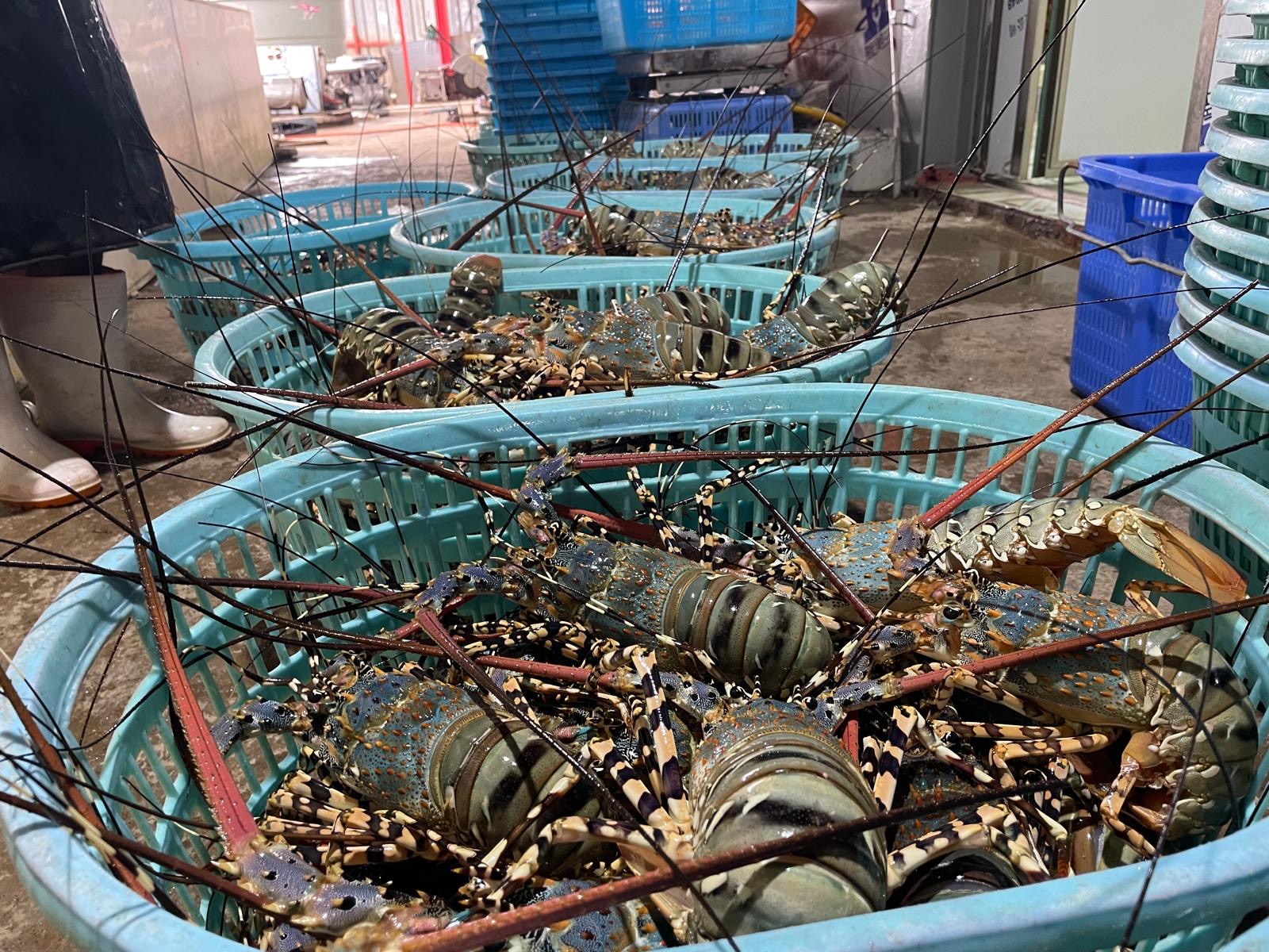 Lobster from Daru Island